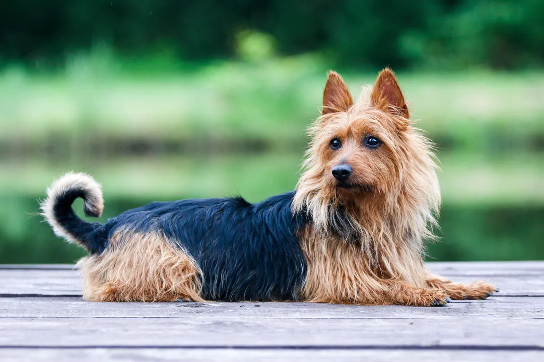 Do Australian Terriers bark a lot?, Temperament Factors