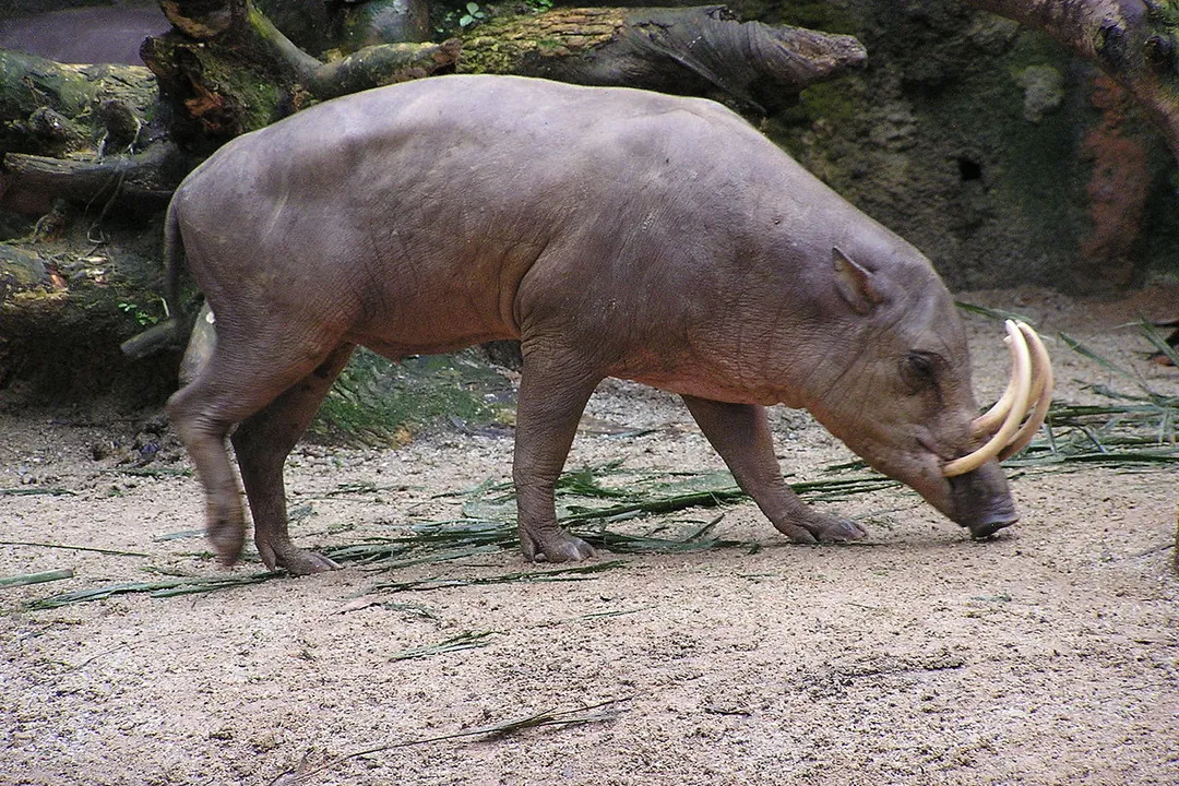 What nickname is often given to the male babirusa due to its appearance?