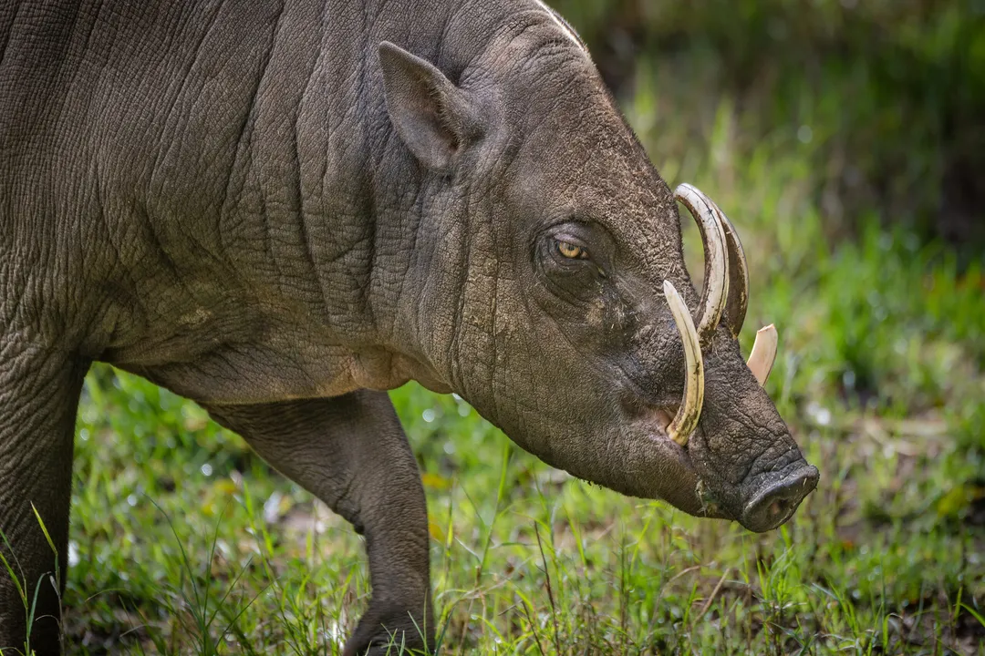 Do babirusa tusks hurt them?, Tusk Function