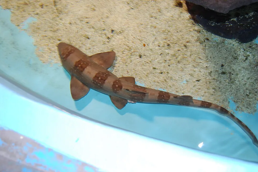 Do bamboo sharks have teeth?, Dentition Details