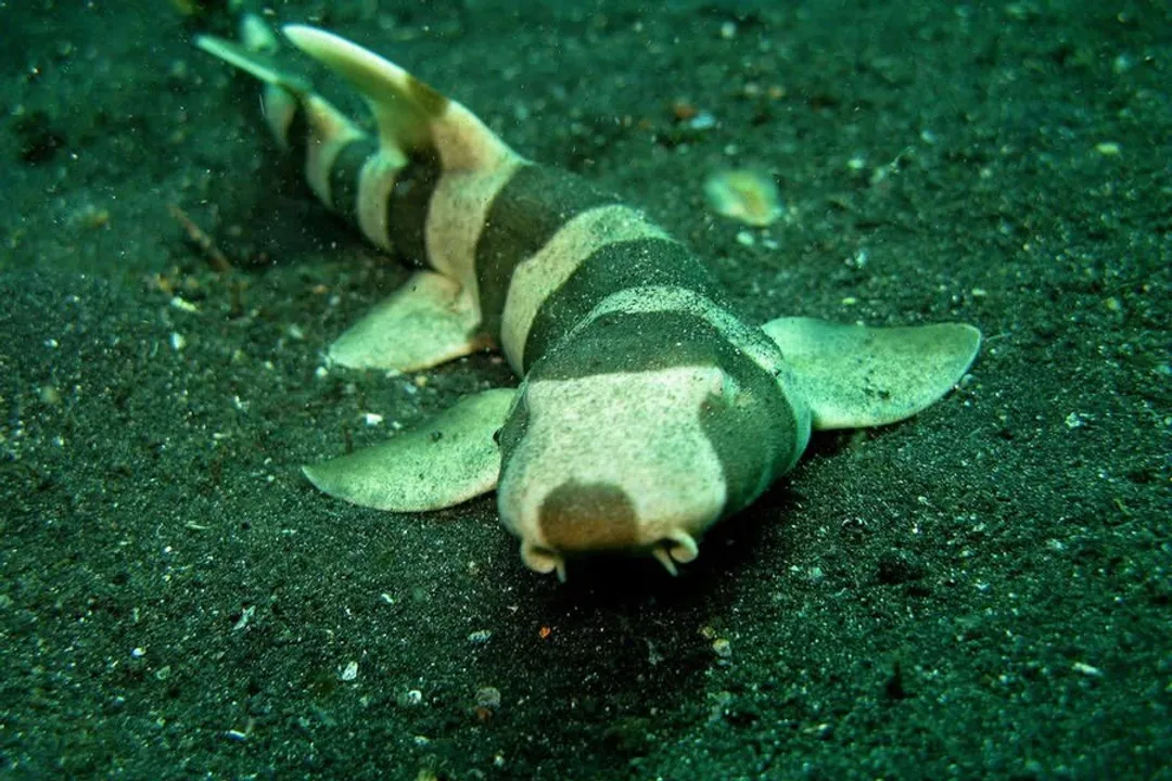 Do bamboo sharks have teeth?