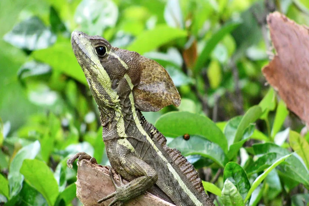 Do basilisk lizards live in Florida?, Citizen Reporting