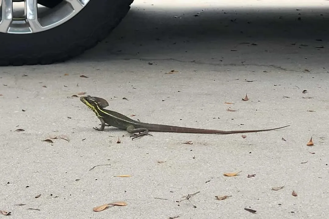 Do basilisk lizards live in Florida?