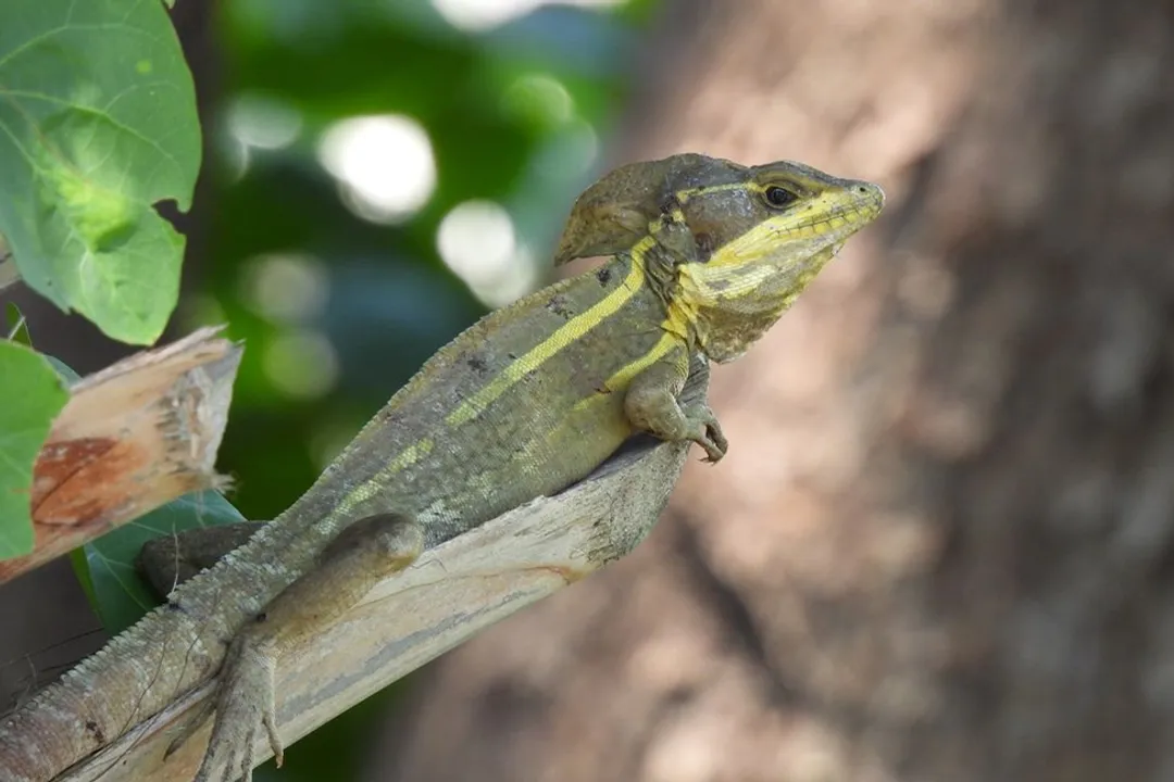 Do basilisk lizards live in Florida?, Invasion Threat