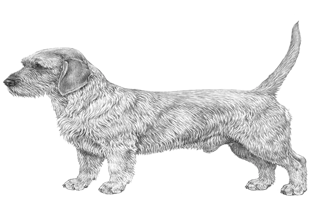 Do basset fauve de Bretagne make good pets?, Breed Background