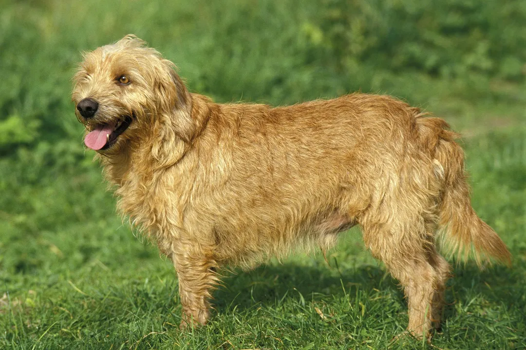 Do basset fauve de Bretagne make good pets?, Activity Demands