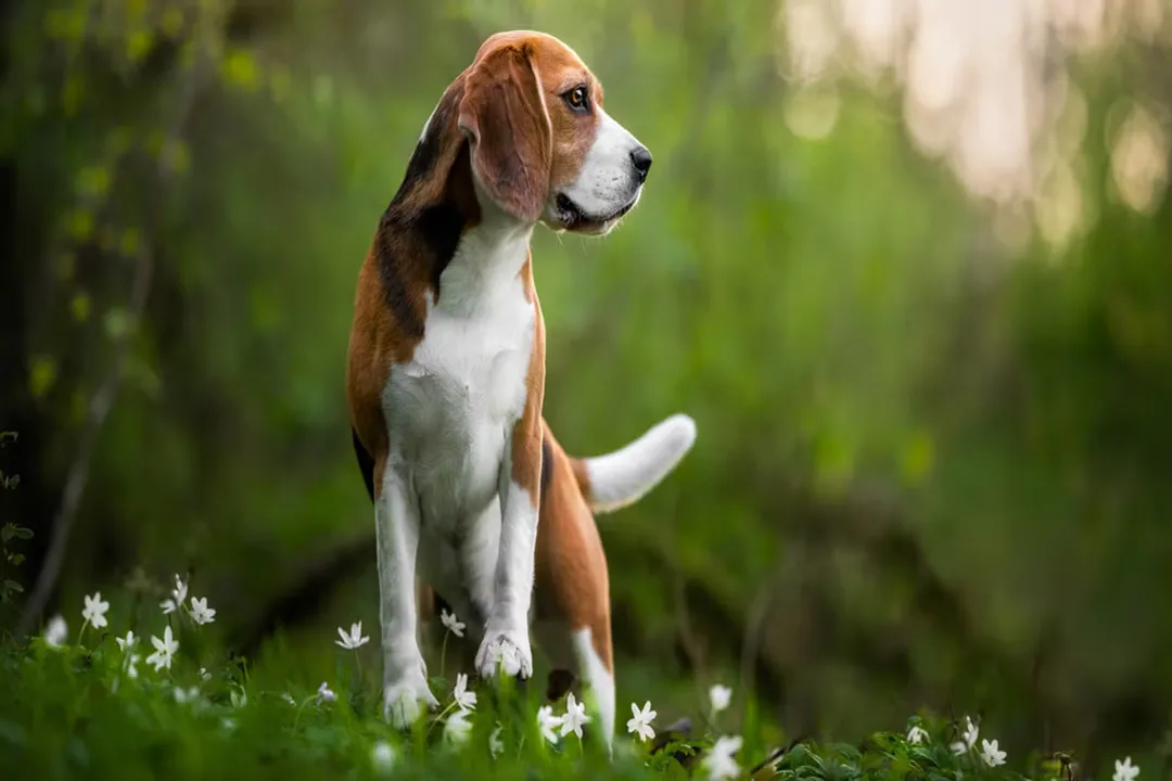 Do Beagles have a favorite person?
