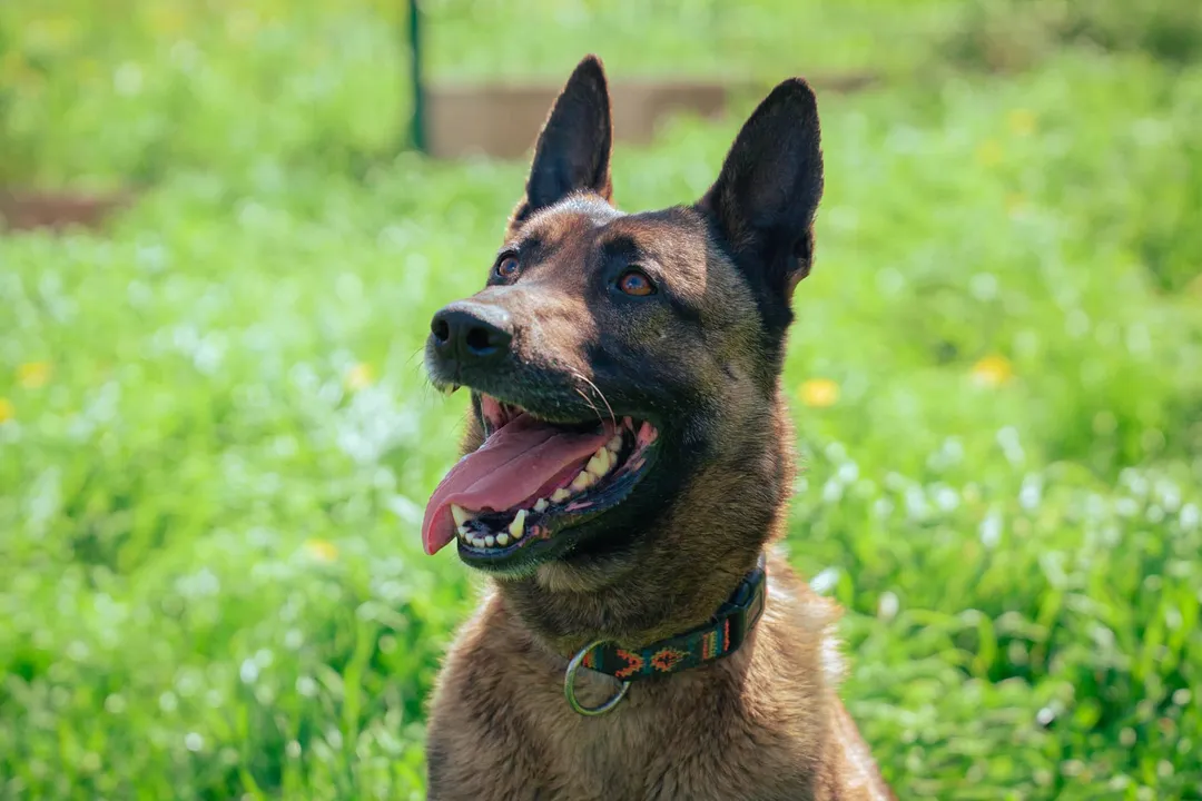 Do Belgian Malinois need a special diet?