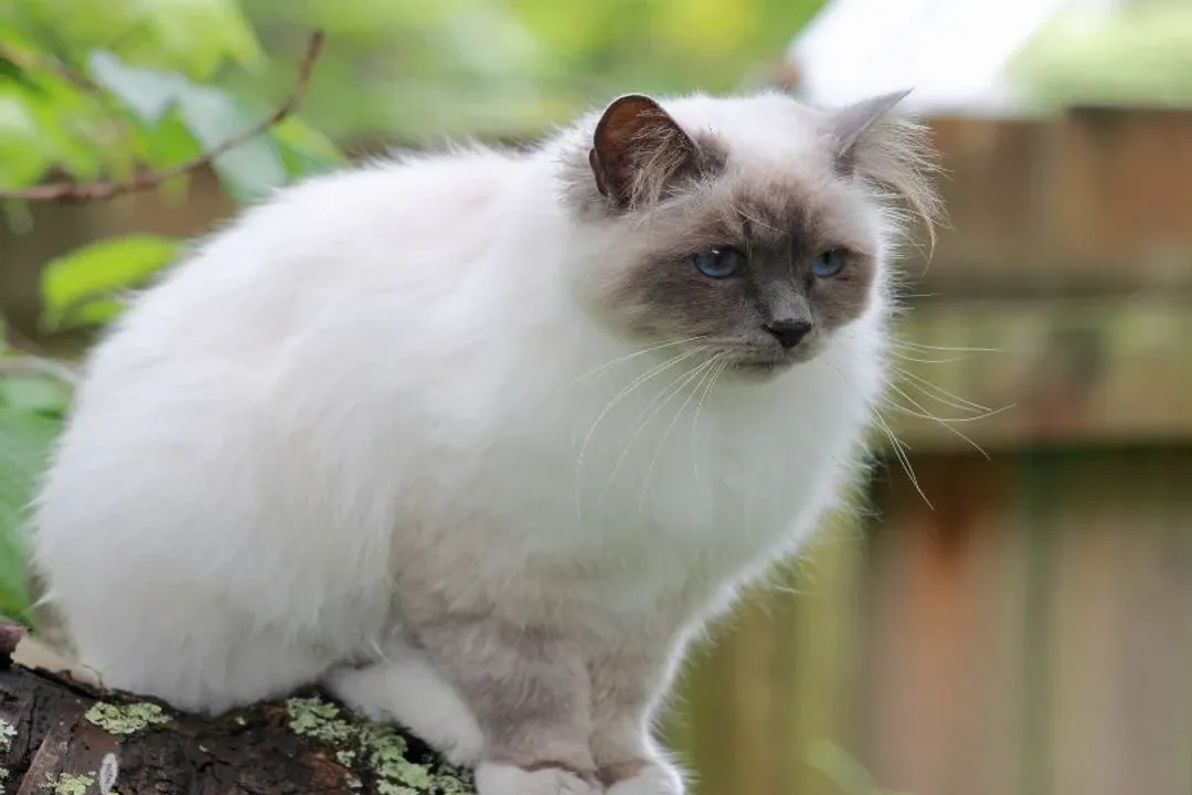 Do Birman cats like being held?, Affection Display