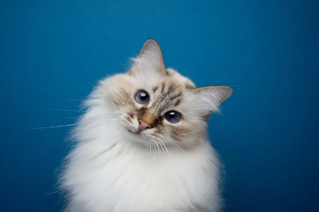 Do Birman cats like being held?, Sweet Disposition