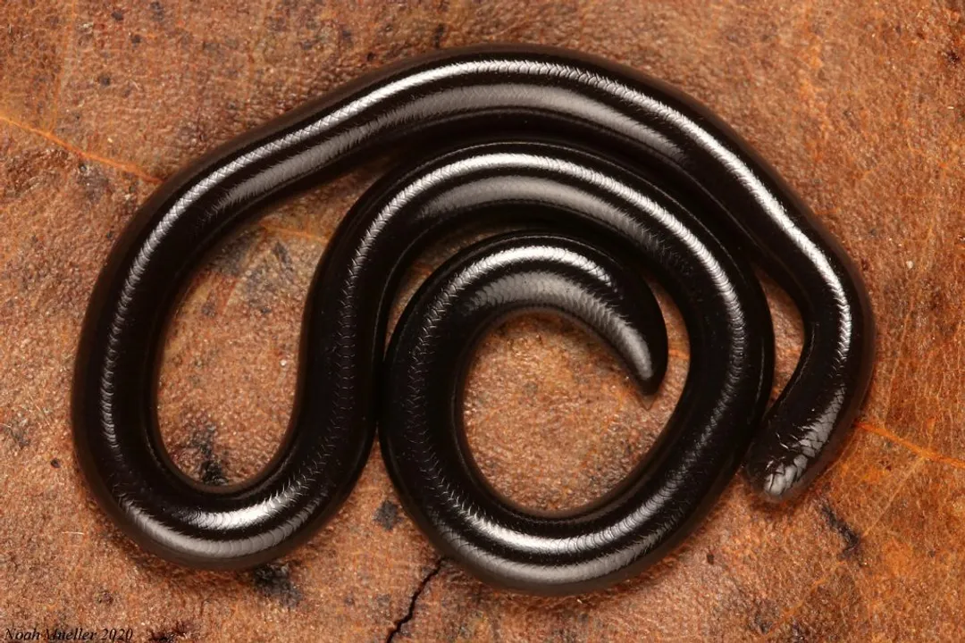 Do blind snakes drink water?, Burrow Conditions
