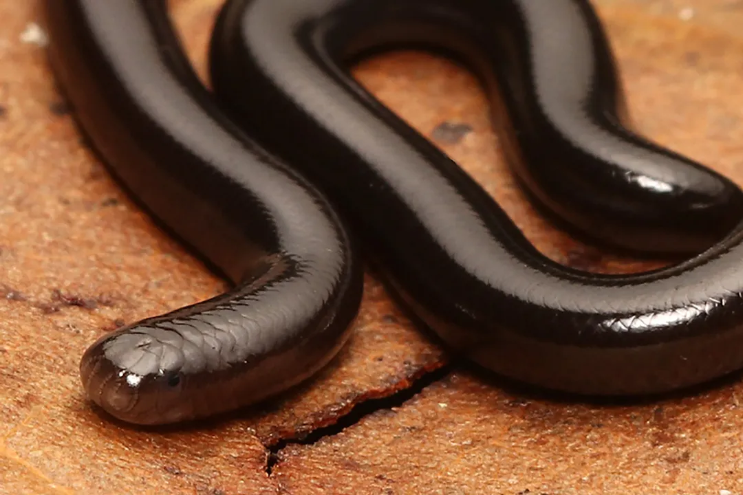 Do blind snakes drink water?