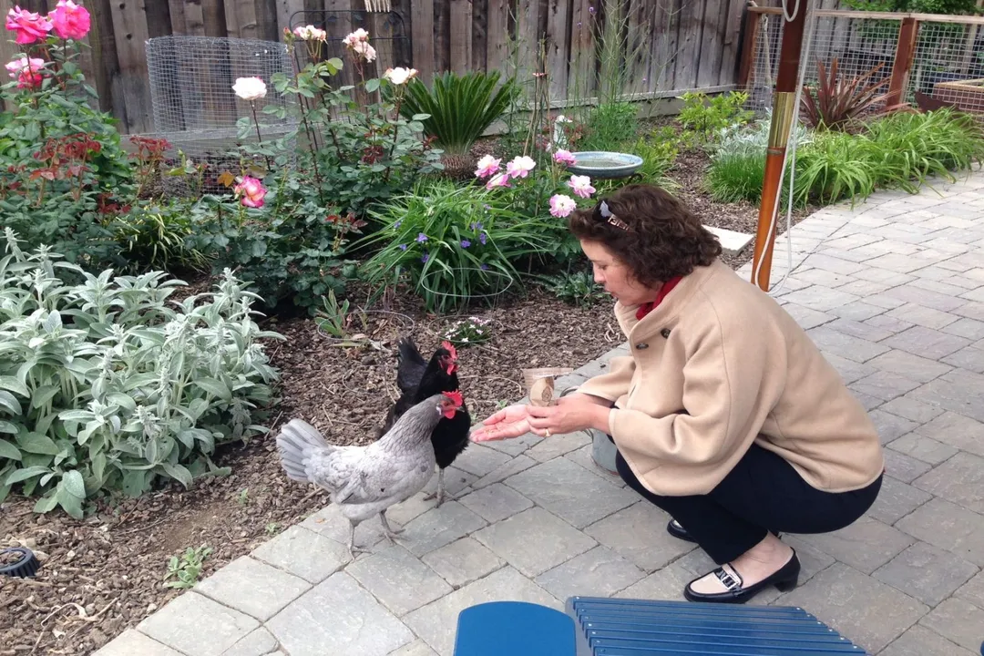 Do Blue Andalusians need a lot of space?, Temperament and Independence