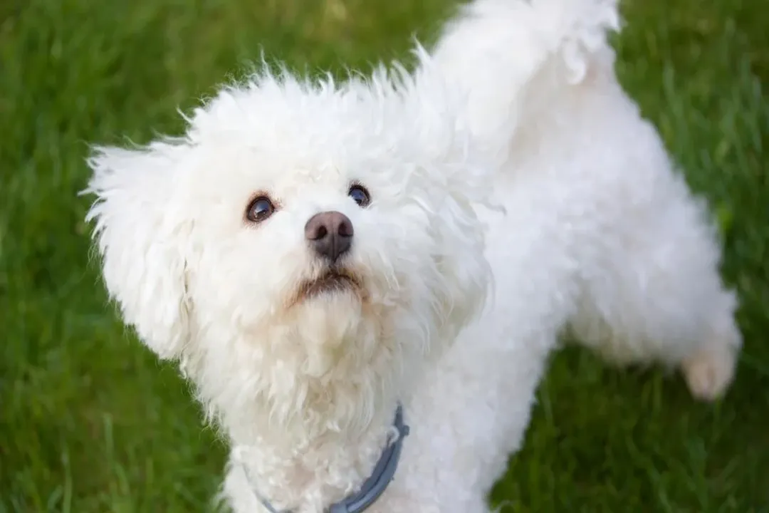 Do Bolognese dogs have separation anxiety?, Historical Companionship