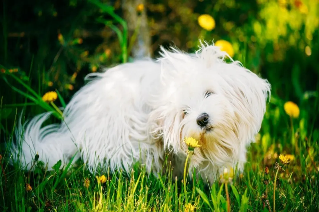 Do Bolognese dogs have separation anxiety?, Lifestyle Conflict