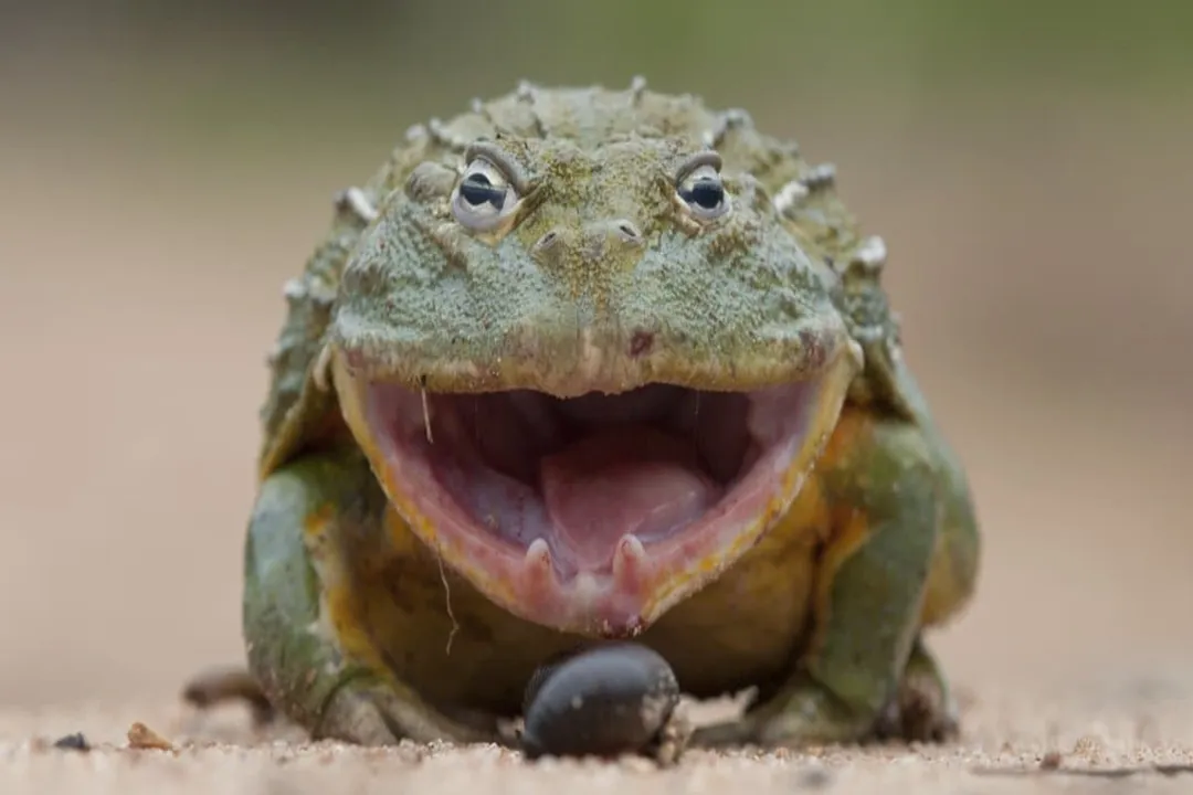 Do bullfrogs have teeth?