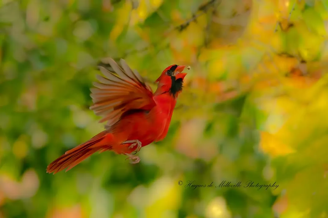 Do cardinals eat bugs and worms?
