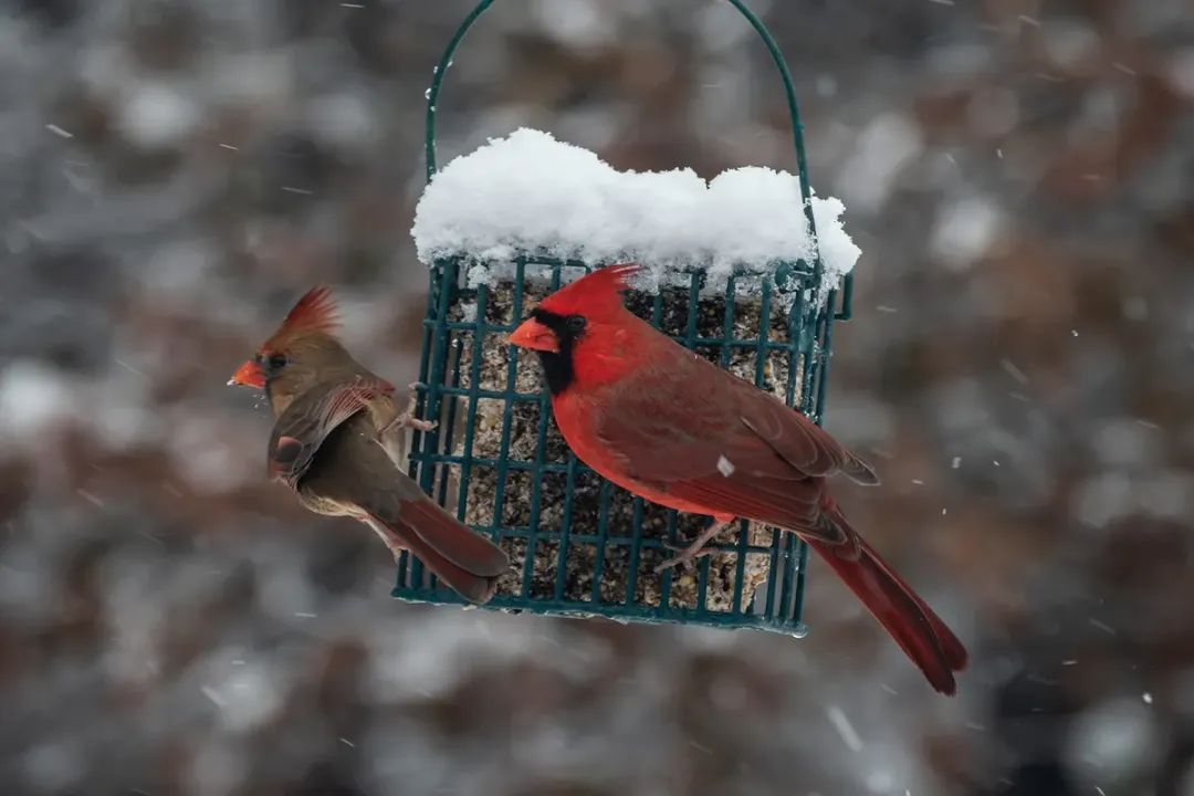Do cardinals eat bugs and worms?, Backyard Offerings