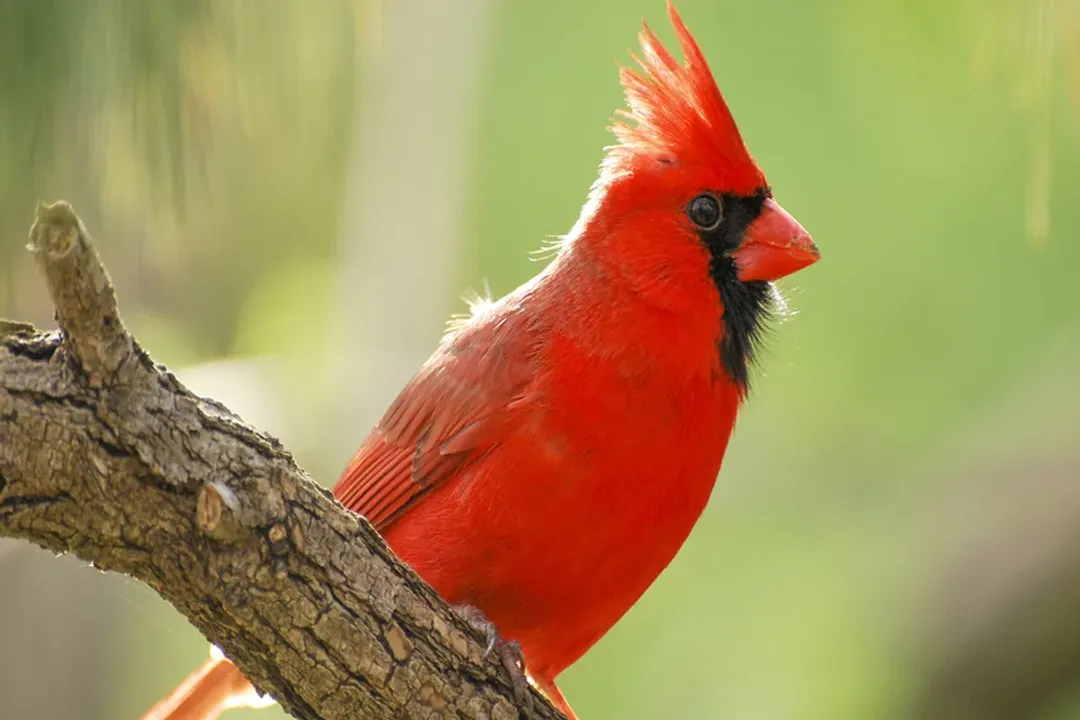 Do cardinals eat bugs and worms?, Seasonal Adjustments