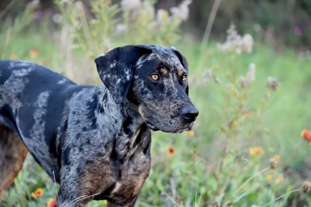 Do Catahoulas have a wolf in them?, Louisiana Roots