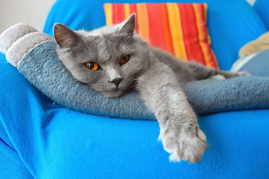 Do Chartreux cats like to be picked up?, Showing Love