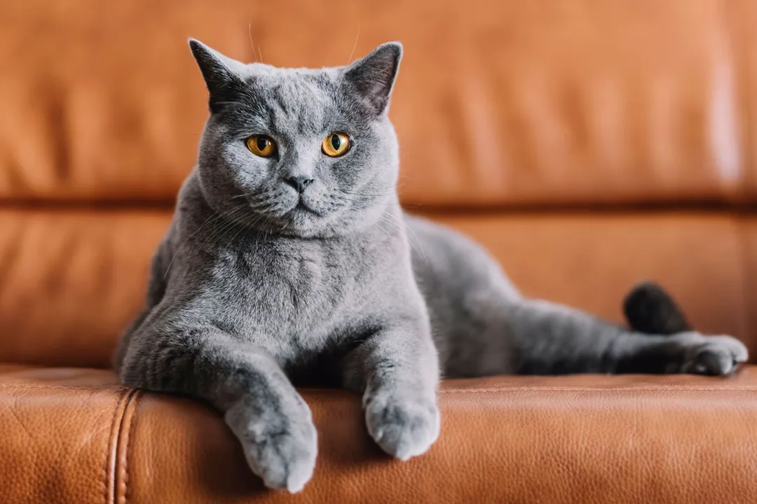 Do Chartreux cats like water?, Physical Attributes and Care