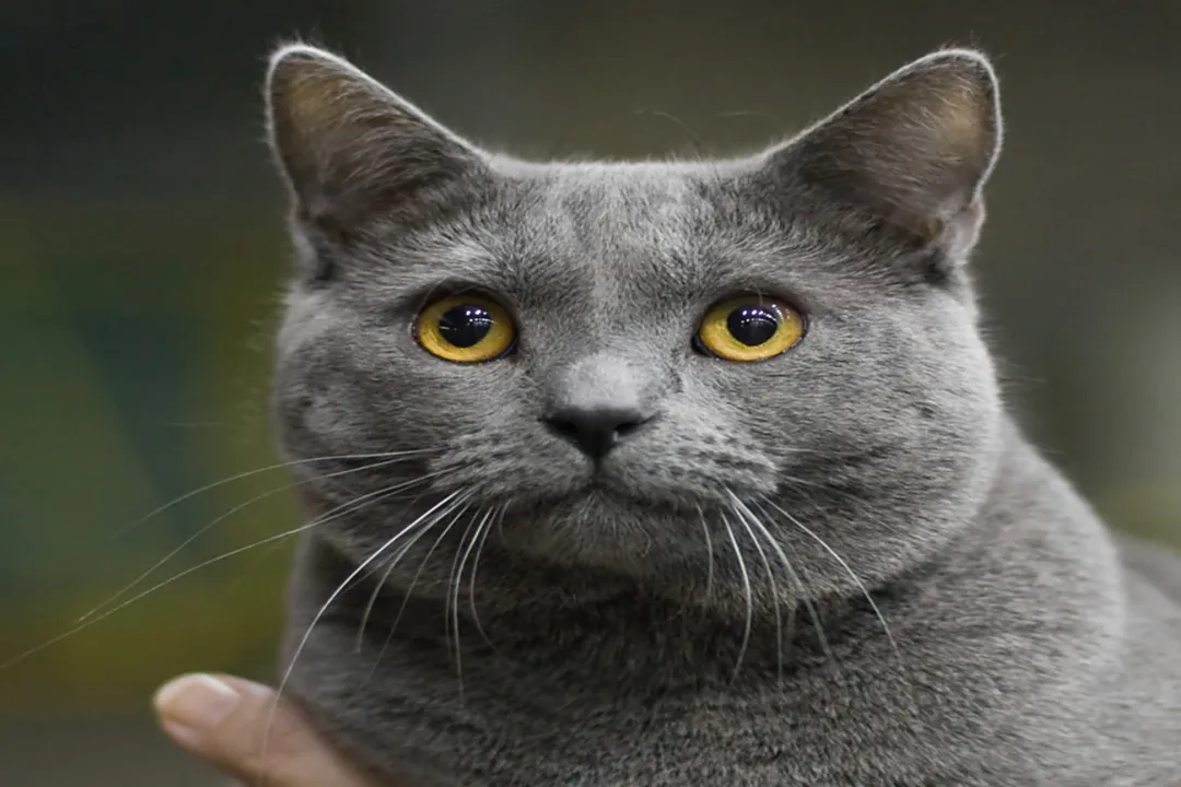Do Chartreux cats like water?, Health and Longevity