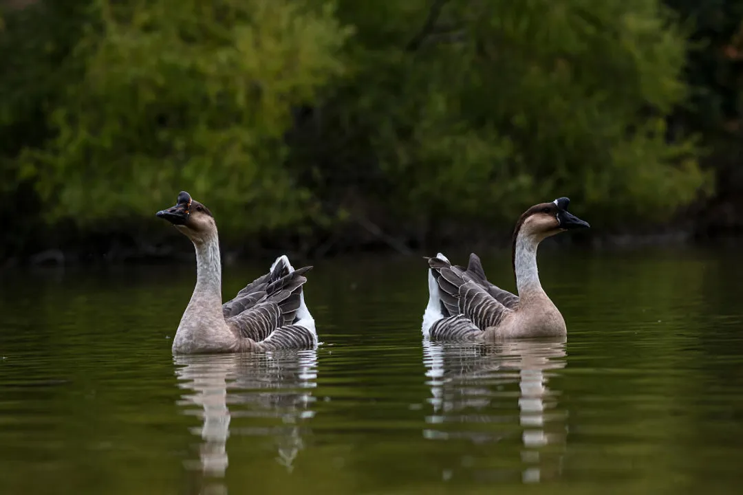 Do Chinese geese have blue eyes?