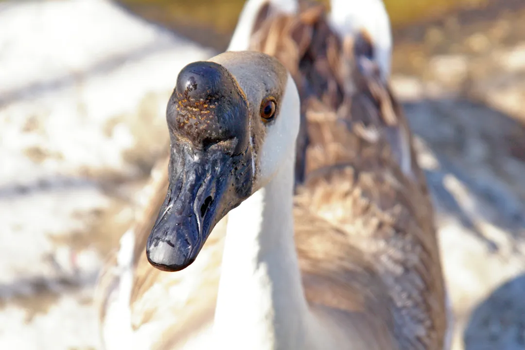 Do Chinese geese have blue eyes?, Color Varieties