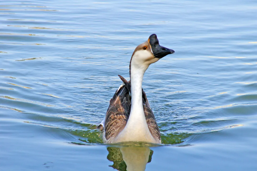 Do Chinese geese have blue eyes?, Breeding and Identification Nuances