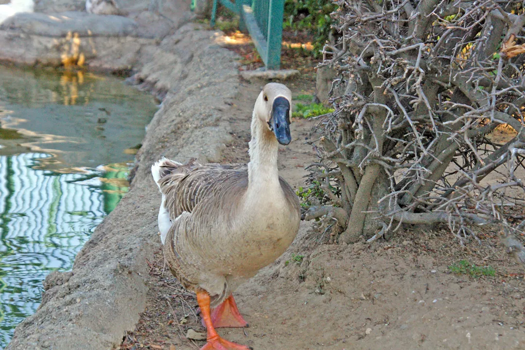 Do Chinese geese have blue eyes?, Distinguishing Traits Beyond Color