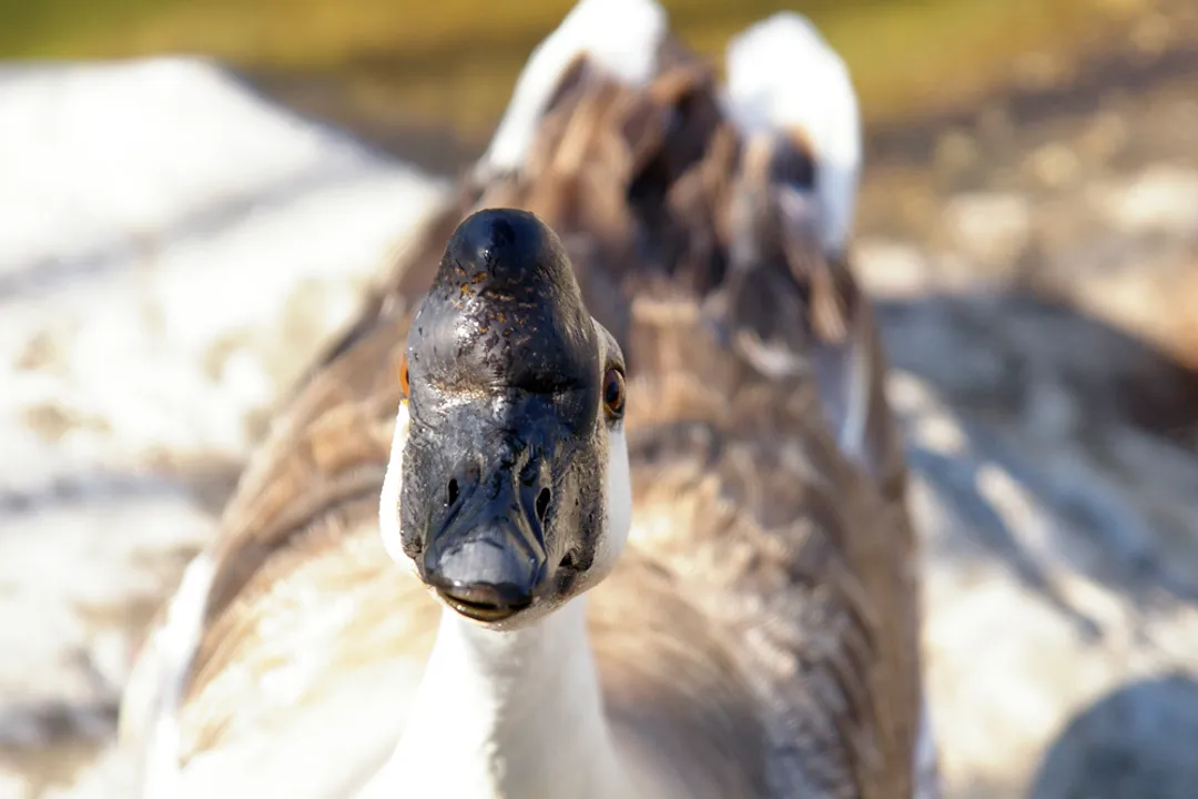 Do Chinese geese have blue eyes?, Pigmentation And Eyes