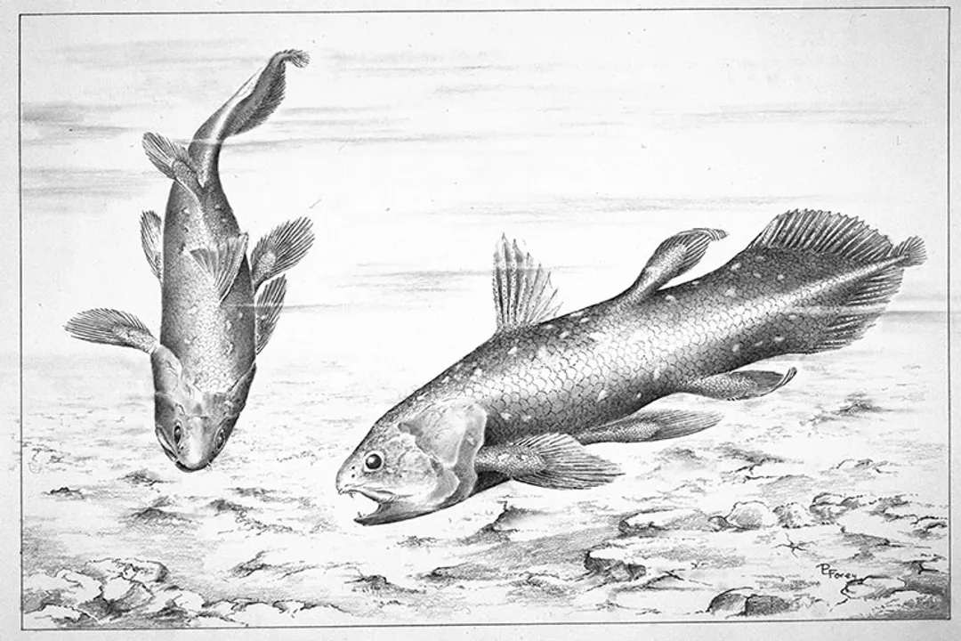 Do coelacanths have eyes?, Eye Characteristics