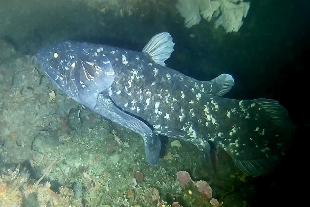 Do coelacanths have eyes?, Deep Habitat Sensory World