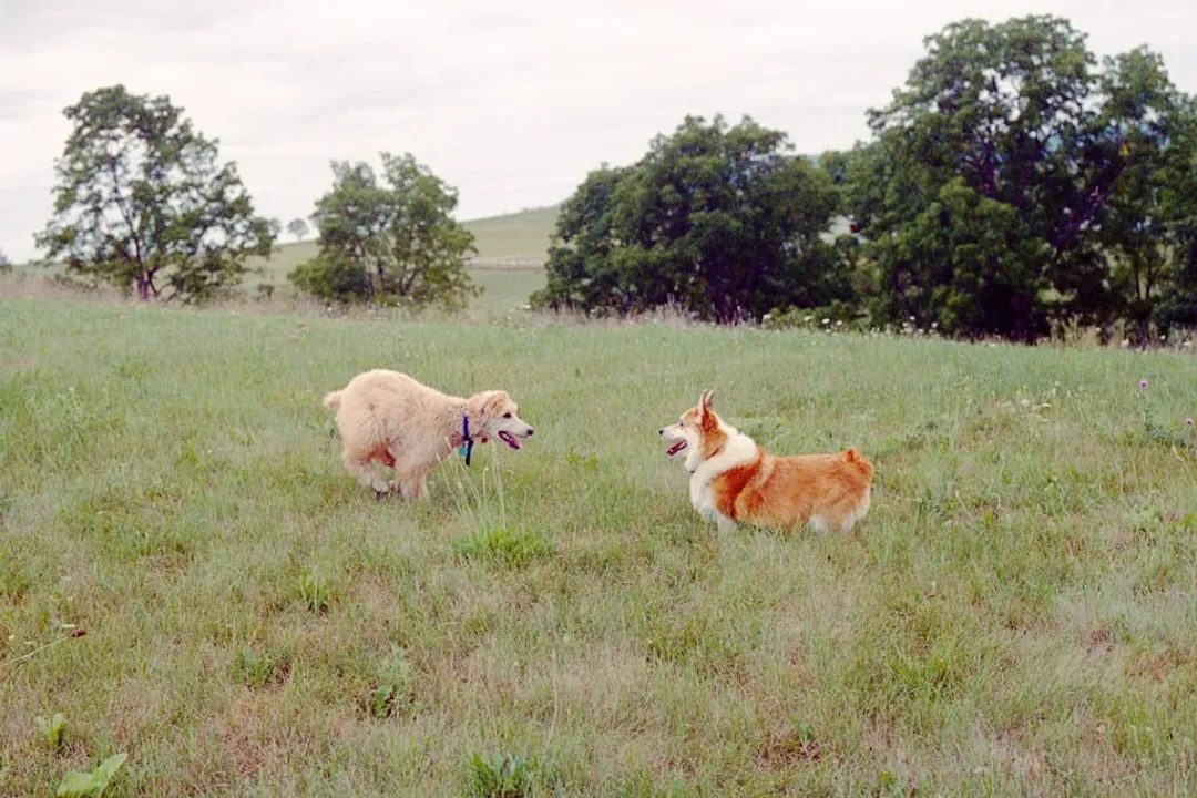 Do corgipoos bark a lot?, The Mix Potential