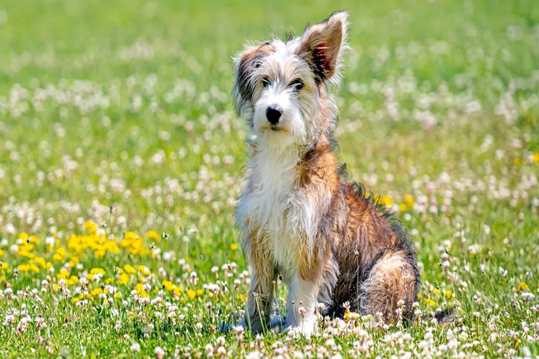 Do corgipoos have health issues?, Spinal Structure