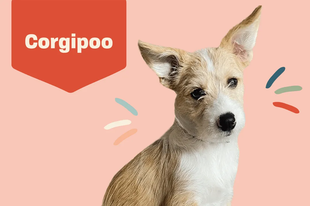 Do corgipoos like to cuddle?