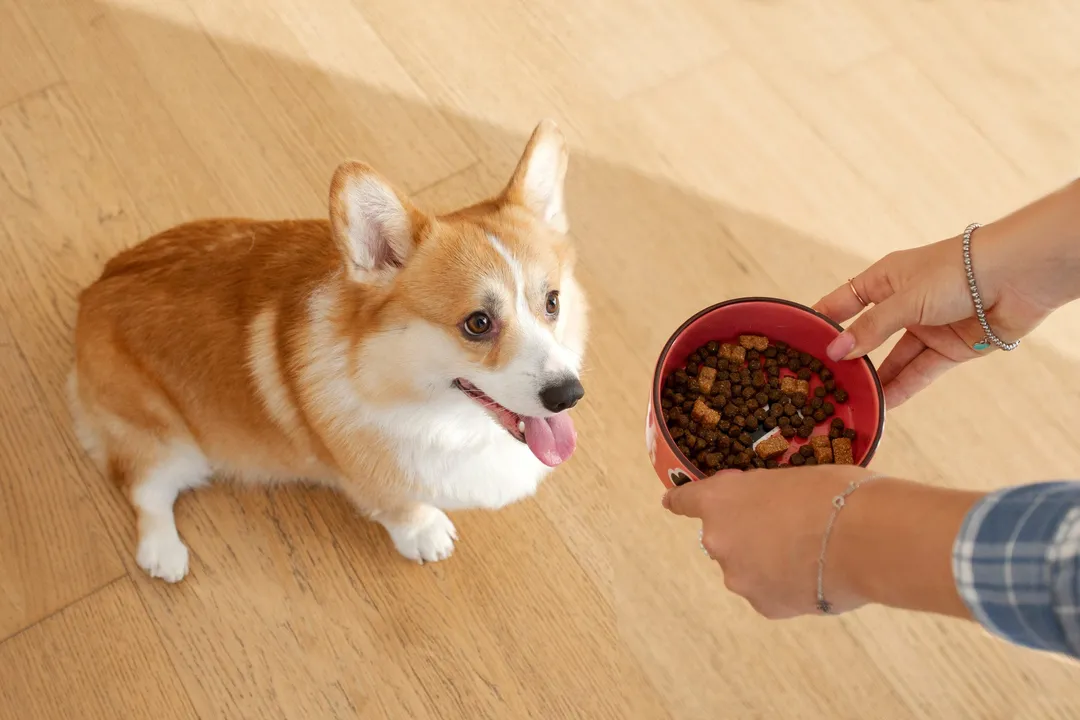 Do corgis need a special diet?, Common Sensitivities