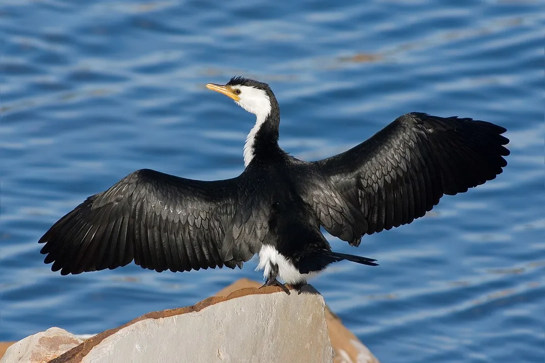Do cormorants eat snakes?
