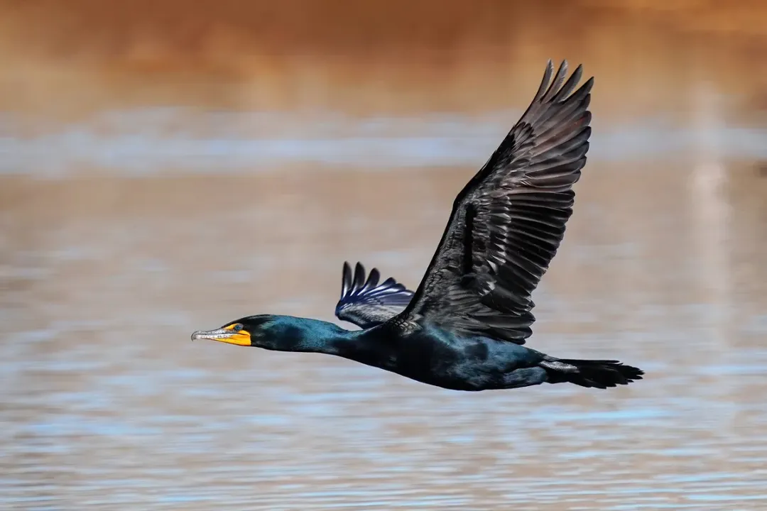 Do cormorants eat snakes?, Hunting Style