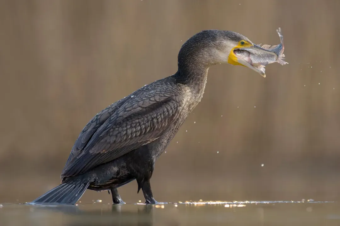 Do cormorants eat snakes?, Primary Prey