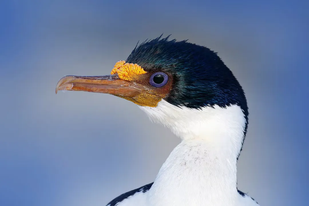 Do cormorants eat snakes?, Habitat Influence