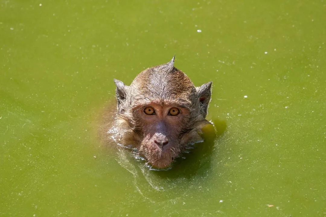 Do crab-eating macaques actually eat crabs?