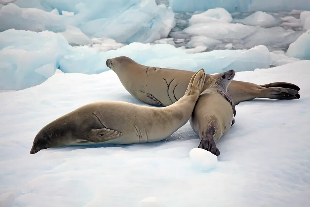 Do crabeater seals have any predators?, Antarctic Threats