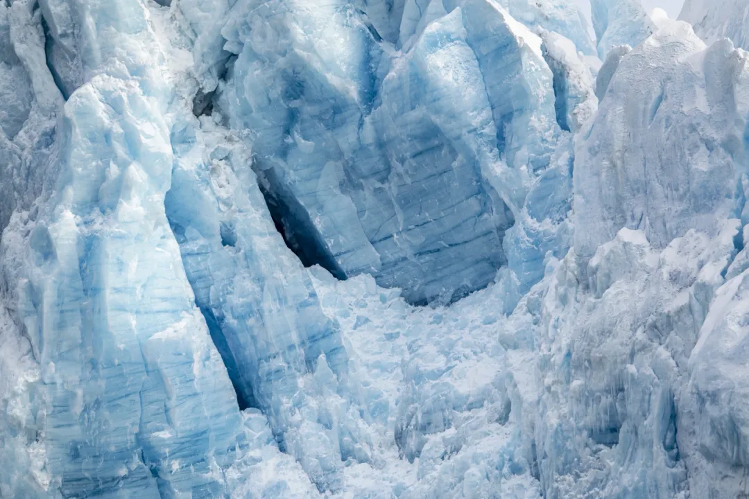 Do crabeater seals have any predators?, Leopard Attacks