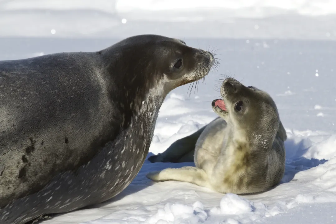 Do crabeater seals have any predators?, Killer Presence