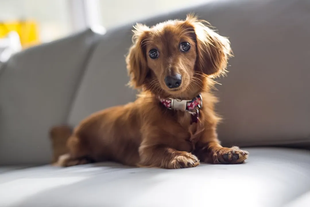 Do dachshunds bond with one person?