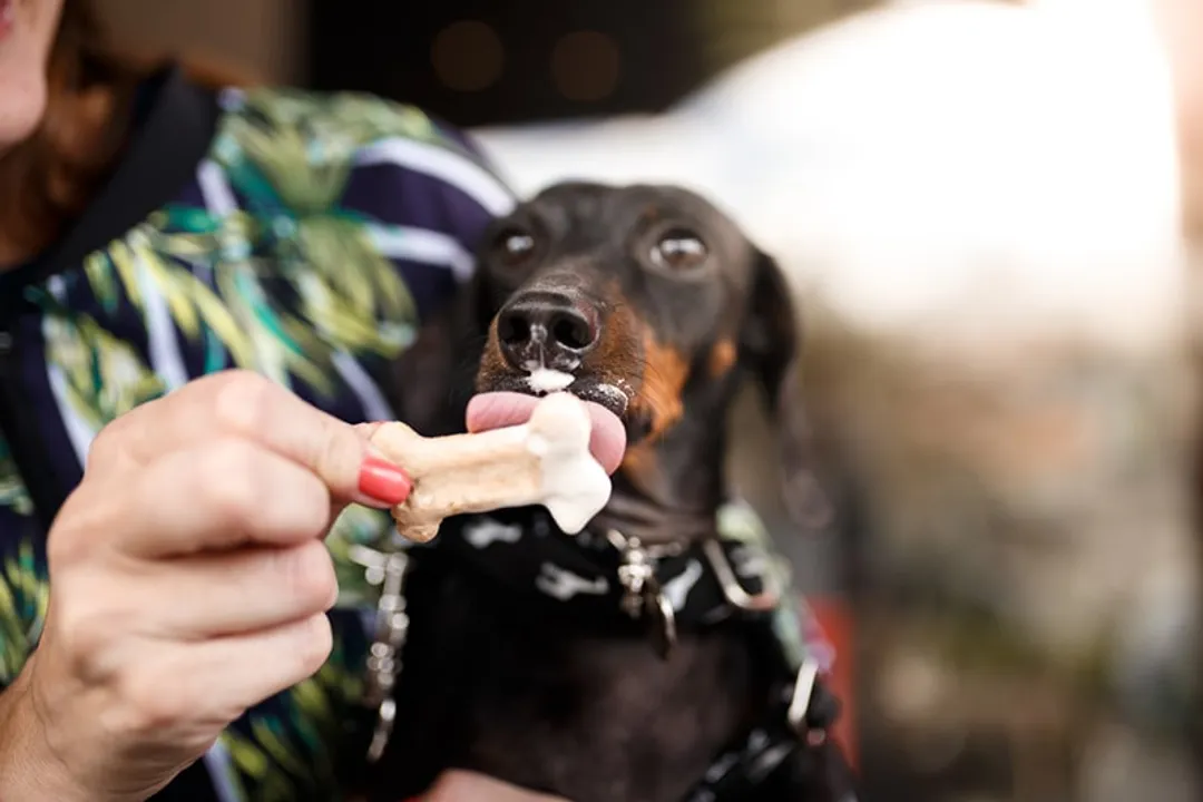 Do dachshunds bond with one person?, Favoritism Signs