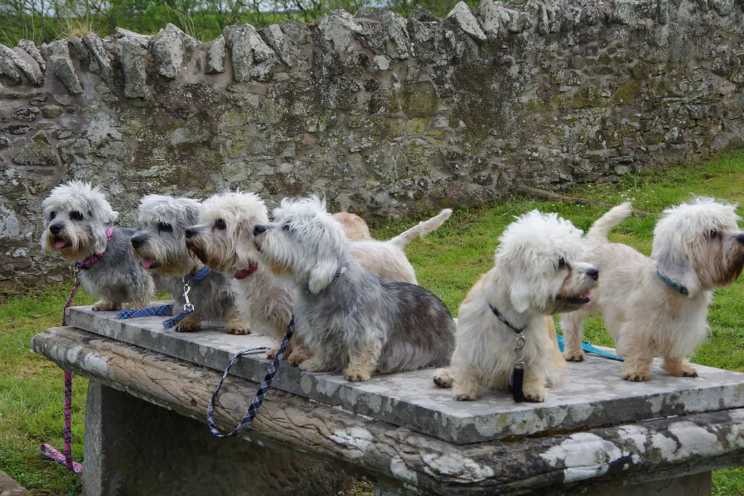How is the actual sound of the Dandie Dinmont Terrier's bark frequently described?