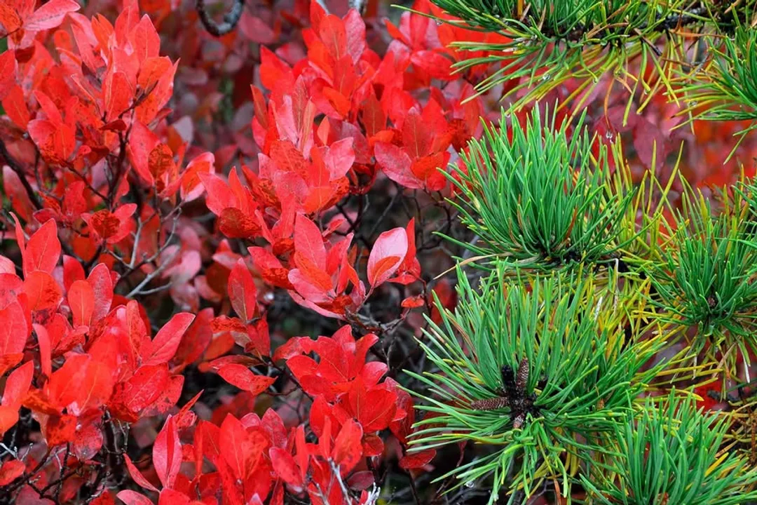 Do deer or rabbits eat asters?, Deer Opinion